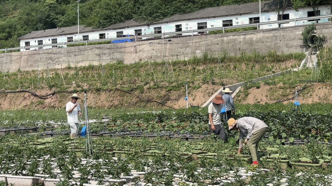 南岸“城市新农夫”上线 都市人秒变“田园玩家”.jpg